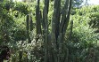 Vista previa de Cereus stenogonus