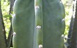 Preview photo Cereus stenogonus