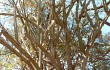 Vista previa de Cereus stenogonus