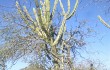 Preview photo Cereus stenogonus