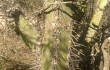 Preview photo Cereus stenogonus