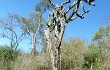 Preview photo Cereus stenogonus