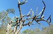 Vista previa de Cereus stenogonus