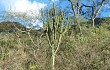 Preview photo Cereus stenogonus