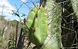 Preview photo Cereus stenogonus