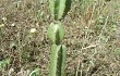 Preview photo Cereus stenogonus