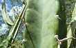 Preview photo Cereus stenogonus