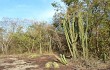 Anteprima di Cereus stenogonus