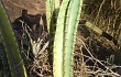 Preview photo Cereus stenogonus