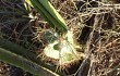 Preview photo Cereus stenogonus