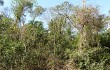 Vista previa de Cereus stenogonus