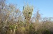 Anteprima di Cereus stenogonus