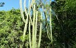 Vista previa de Cereus stenogonus