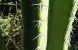 Preview photo Cereus stenogonus