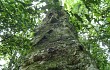 Anteprima di Cereus stenogonus