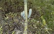 Anteprima di Browningia columnaris
