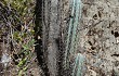 Anteprima di Browningia columnaris
