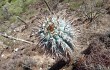 Preview photo Browningia columnaris