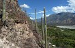 Vista previa de Browningia columnaris