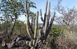 Preview photo Cereus bradei