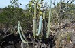 Preview photo Cereus bradei