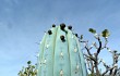 Anteprima di Cereus bradei