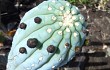 Preview photo Cereus bradei