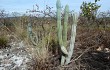 Preview photo Cereus bradei