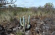 Preview photo Cereus bradei