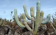 Preview photo Cereus bradei