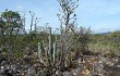 Preview photo Cereus bradei