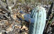 Anteprima di Cereus bradei