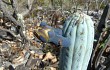 Anteprima di Cereus bradei