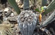 Preview photo Cereus bradei