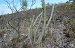 Preview photo Cereus bradei