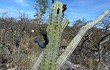 Preview photo Cereus bradei