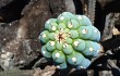 Preview photo Cereus bradei