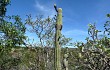 Preview photo Cereus bradei