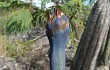 Vista previa de Cereus bradei