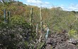 Preview photo Cereus bradei