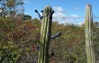 Preview photo Cereus bradei