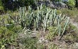 Preview photo Cereus fernambucensis