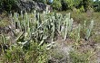 Preview photo Cereus fernambucensis