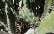 Preview photo Cereus fernambucensis