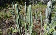 Preview photo Cereus fernambucensis