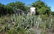 Preview photo Cereus fernambucensis