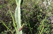 Preview photo Cereus fernambucensis