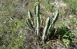 Preview photo Cereus fernambucensis