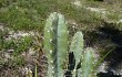 Preview photo Cereus fernambucensis