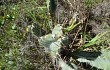 Anteprima di Cereus fernambucensis